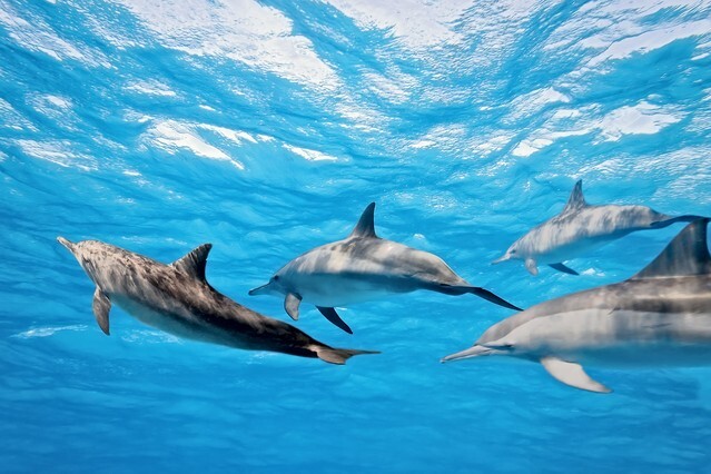 Dolphins in the sea